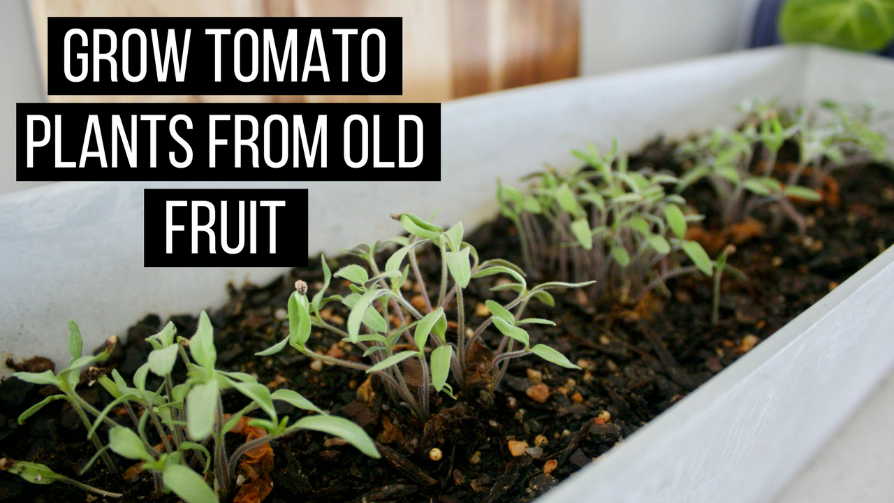 Grow tomatoes from old fruit – Growing Veggies with Kids